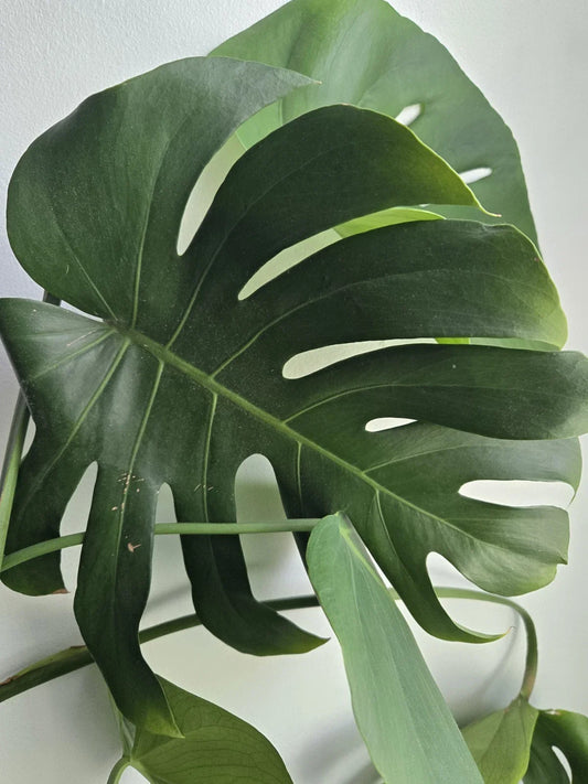 Large Rooted Monstera Deliciosa Cutting | Tropical Live Swiss Cheese Plant | Indoor Houseplant