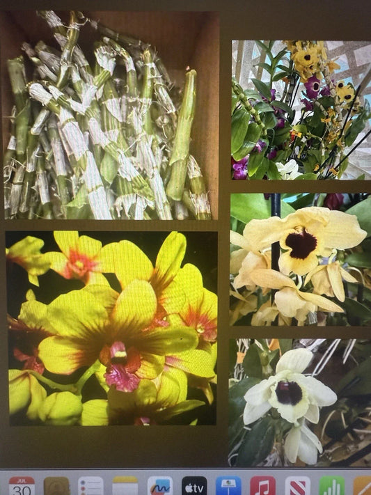Orchid Plant Stems for Propagation - Dendrobium - 100 No Roots - Perfect for Gardening and Plant Enthusiasts