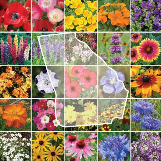 Wildflower Mix Seeds 1000 Count Georgia Region 25 Flower Species Perennials Non-GMO