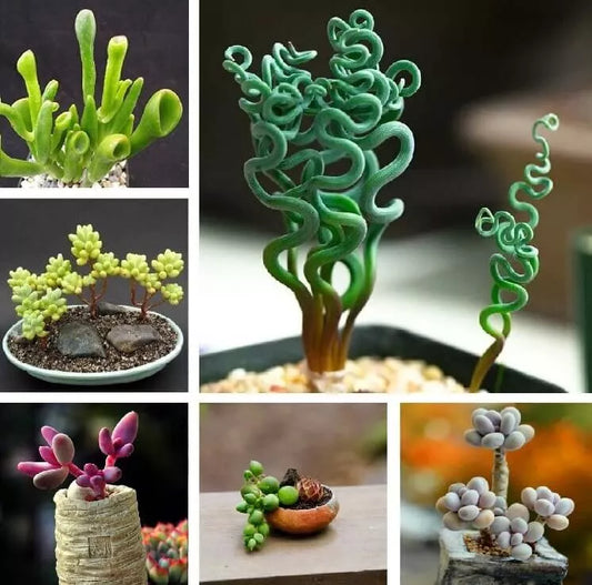 Mixed Rare Succulent Seeds, 100pcs Pack, Unique Varieties for Gardening, Ideal for Terrariums, Succulent Plants
