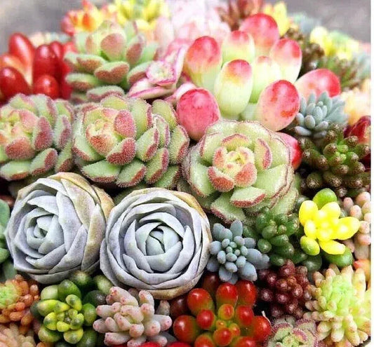 Mixed Succulent Plant Seeds 100pcs - Lithops Seeds for Easy Gardening - Perfect for Indoor & Outdoor Planting