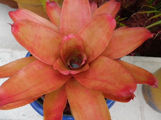 Neoregelia MANDARINA Bromeliad Plant - Medium Tropical Houseplant - Colorful Indoor Decor, Easy Care Bromeliad
