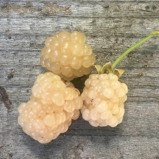 Snowbank White Blackberry Plant - Live Plant for Zones 5-8 - Rubus fruticosus Variety