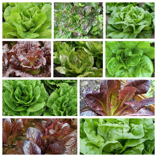 Romaine & Butterhead Lettuce Collection, NON-GMO, 10 Varieties, Lactuca sativa, Fresh Garden Seeds