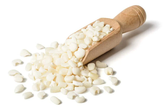 White Corn Seeds - 75 Seeds - Top Producer Variety - Zea mays