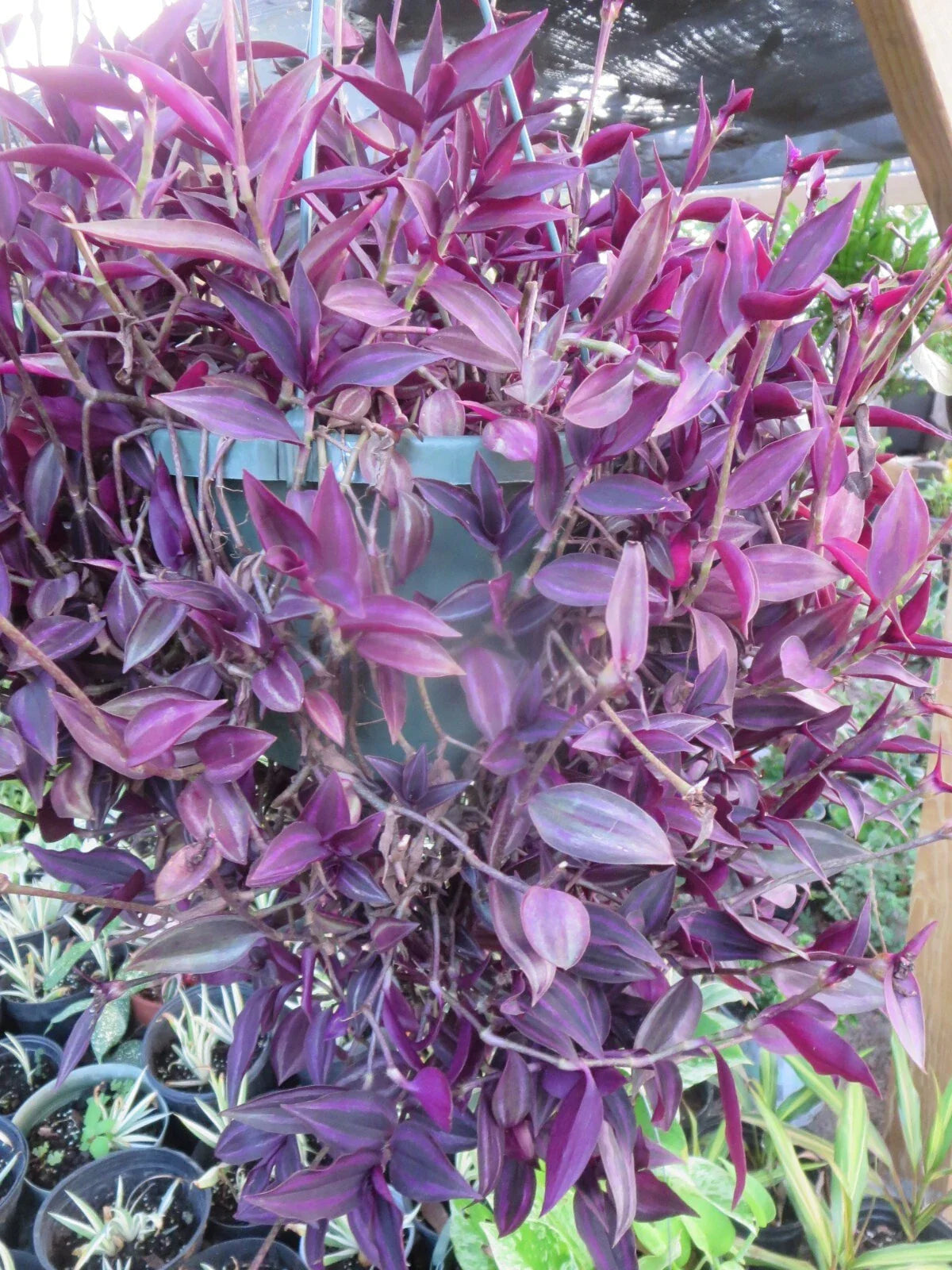 Tradescantia Cuttings 20 Dark Burgundy Wandering Jew Plant Tradescantia Zebrina