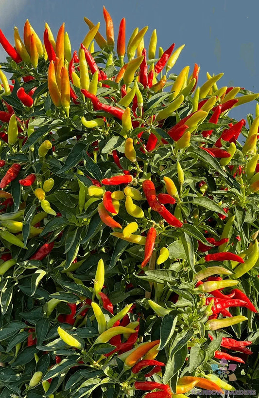Tabasco Hot Pepper Seeds - 25+ Count - Ideal for Garden Planting - Capsicum frutescens - USA Grown