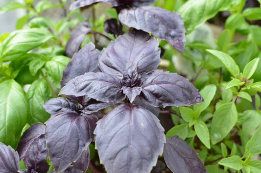 Red Rubin Basil Seeds - Dark Opal Improved - NON-GMO - Various Sizes - Ocimum basilicum
