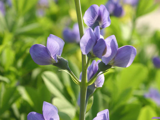 31 Seeds Perennial Wildflower Indigo Blue - GroCo USA - Buy 15 Ships Free