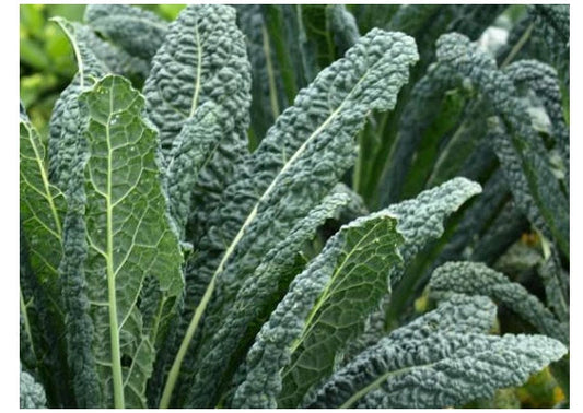 Dinosaur Kale Seeds - Lacinato Variety - Black Tuscany (Nero di Toscana) - Heirloom Forage Seeds