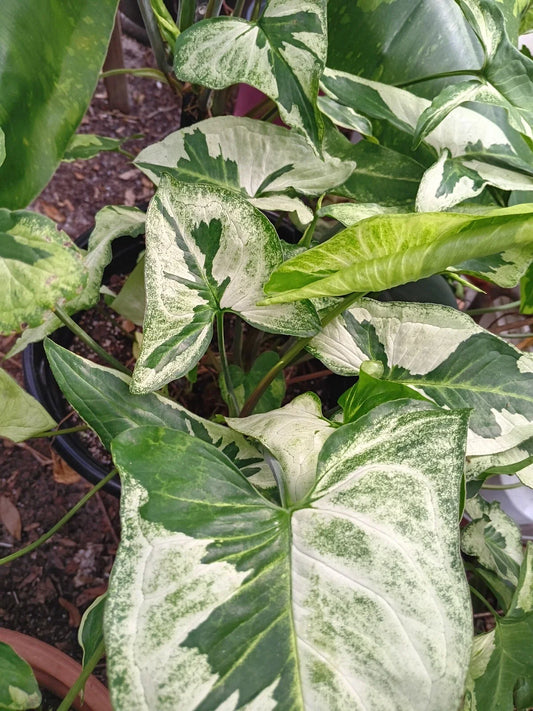 Syngonium Three Kings Unrooted Cutting - 2 Leaves, 2 Nodes - Live Plant - Syngonium podophyllum