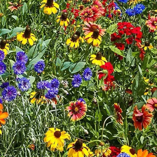 Southeastern Wildflower Seed Mix - 200 Non-GMO Seeds for Native Plants - Eco-Friendly Garden Mix