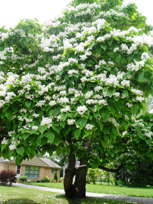 Northern Catalpa Seeds, 30 Count, Catalpa speciosa, Hardy Tree Seeds for Planting, Perfect for Landscaping