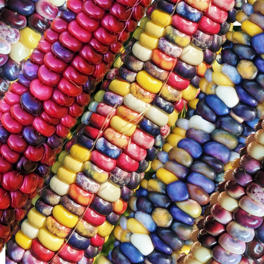 Organic Painted Mountain Ornamental Corn Seeds | Rainbow Indian Dent Variety | Heirloom Seed for Colorful Gardens