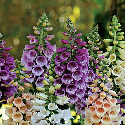 Dwarf Foxglove Seeds FOXY MIX - Deer Resistant Biennial Non-GMO, 400 Seeds - Digitalis purpurea