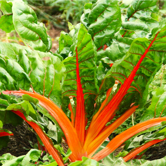Orange Glory Swiss Chard Seeds - Bright Lights Variety, Golden Yellow - Perfect for 2025 Planting