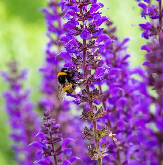 Salvia Meadow Sage Seeds - Blue Purple Perennial, Attracts Bees & Hummingbirds - 200+ Seeds (Salvia nemorosa)