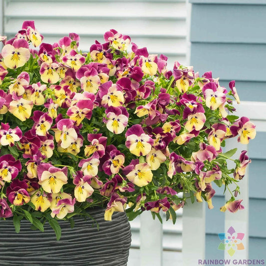Cool Wave Strawberry Swirl Pansy Seeds - 200+ Count (Viola) for Garden Planting - Vibrant Colorful Flowers