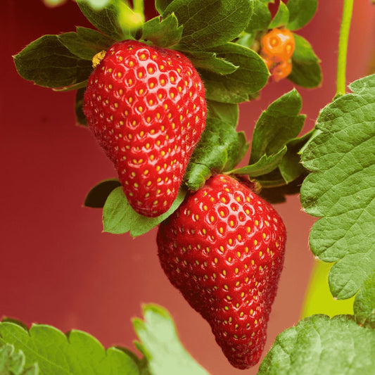 5 Archer Strawberry Bare Root Plants - June-Bearing Variety - Fragaria × ananassa
