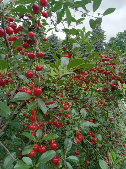 Live Small Vine Cherry Tree Plant | Sweet Cherry Variety | Prunus avium | USA Seller