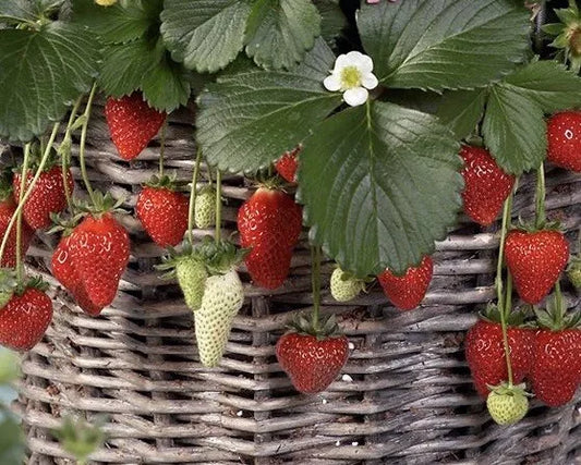 Mixed Everbearing Strawberry Seeds - 25++ Seeds - Fragaria - Fruit Seeds - USA