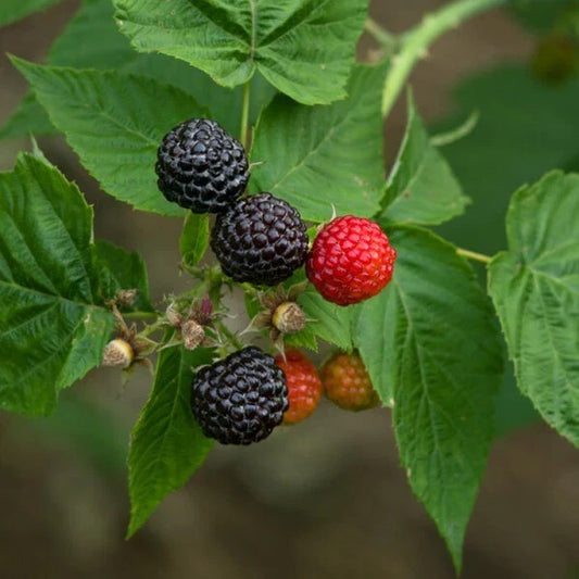Black Raspberry Plant - Live Rooted Starter Plant, Black Delicious Variety, Zones 5-9, Rubus occidentalis
