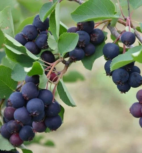 Edible Serviceberry Plant - Allegheny Variety - Amelanchier laevis - Self-Pollinating - Perfect for Zones 4-8