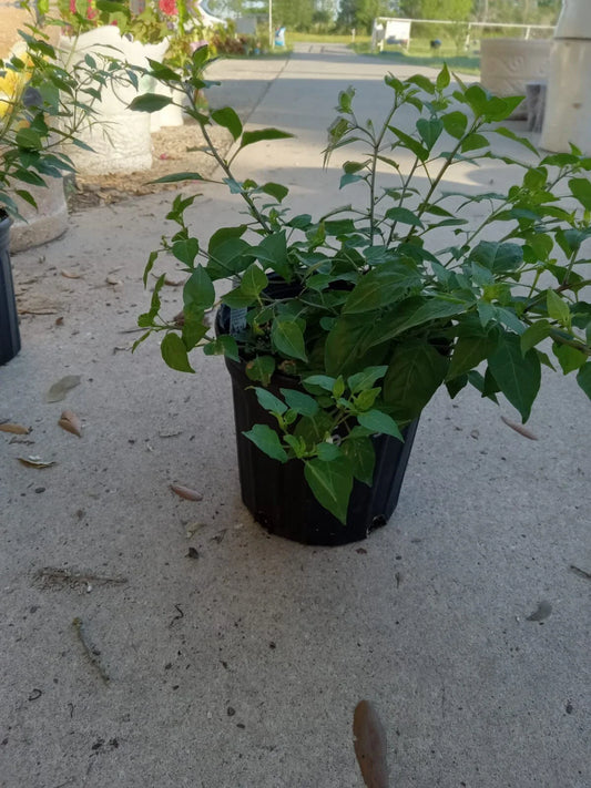 Chile Pequin Hot Pepper Plant - Tepin Petin - Capsicum annuum - Edible, Spicy, Outdoor Garden Herb