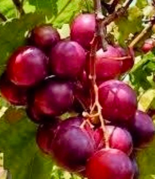 Muscadine Red Ruby Croc Cuttings - 20 Fresh Green Rooting Cuttings (Vitis rotundifolia)
