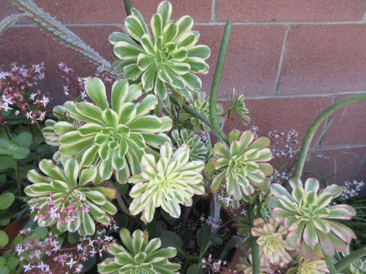 Aeonium 'Sunburst' Succulent Cutting - Colorful Variegated Succulent Plant for Indoor Gardening - Perfect for Terrariums