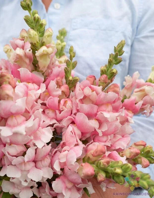 Bridal Pink Snapdragon Seeds - 1000+ Count - Antirrhinum majus - Garden Planting - USA