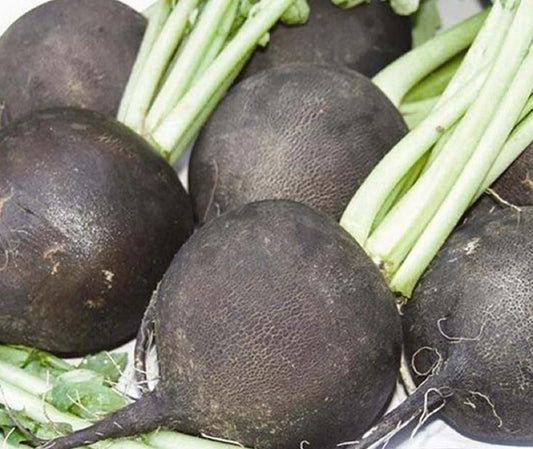 Black Spanish Radish Seeds 200 Non-GMO - Raphanus sativus - Heirloom Vegetable Seeds for Home Gardening