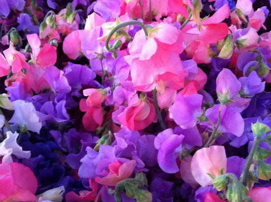 Sweet Pea Seeds - 25 Ct Royal Mix Annual Flower - Aromatic, Mixed Colors - Lathyrus odoratus - USA Free Shipping