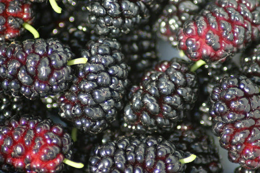 Organic Black Mulberry Cuttings - 12 Thin Cuttings, Non-GMO, Morus nigra
