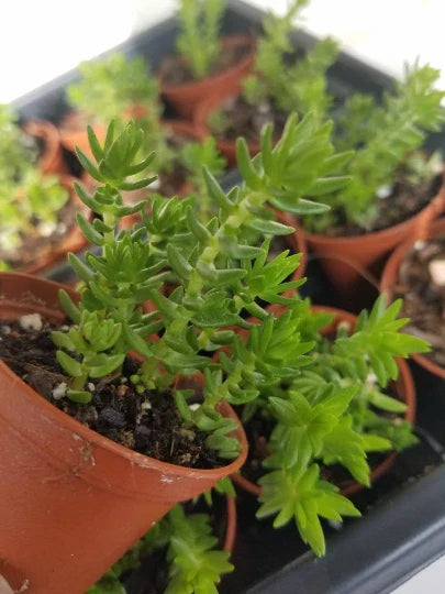 Crassula Schimperi Lizard's Tail Plant - Succulent - Drought Tolerant - Full Sun - Indoor/Outdoor Plant