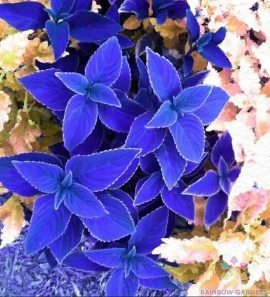 Coleus Seeds - 25+ Blue Variety - Ideal for Garden Planting - Coleus blumei