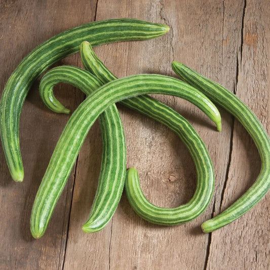 Painted Serpent Cucumber Seeds - 50+ Organic Heirloom Non-GMO Seeds - Cucumis sativus