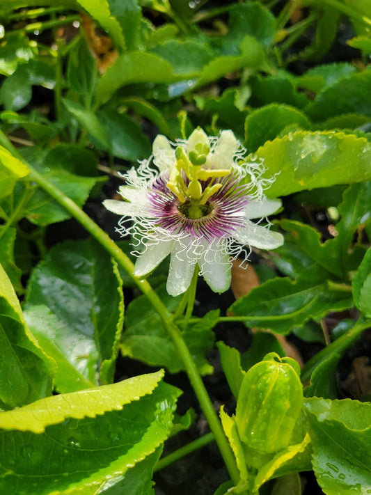 Passion Fruit Plant Cuttings 8-10” Passiflora Edulis Fresh Vines No Root