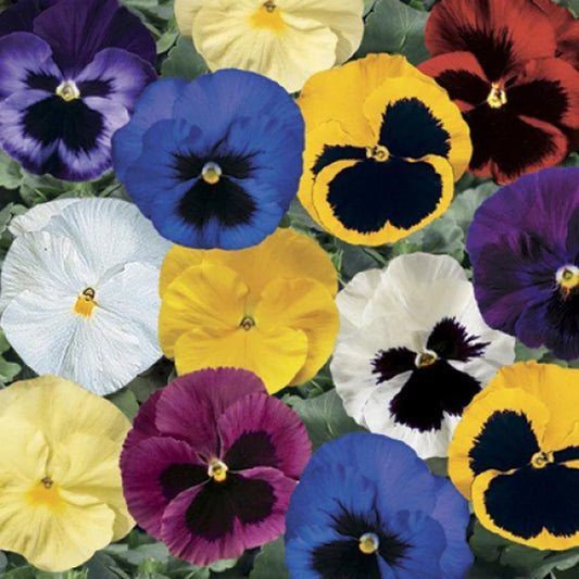 Pansy Seeds - 50 Count - Delta Premium Blotch Mix - Viola tricolor var. hortensis