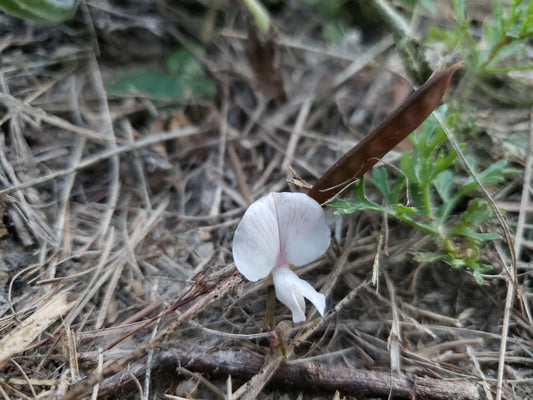 Scurf Hoarypea Seeds | 15+ Seeds | Ground Cover | Tephrosia chrysophylla | Florida Native Plant