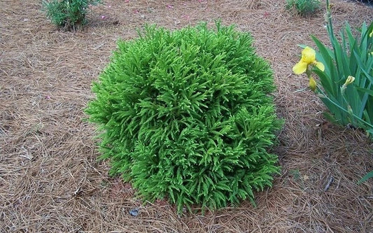 Cryptomeria 'Globosa Nana' Plant - Dwarf Japanese Cedar - Low Maintenance Evergreen Shrub - Ideal for Landscapes