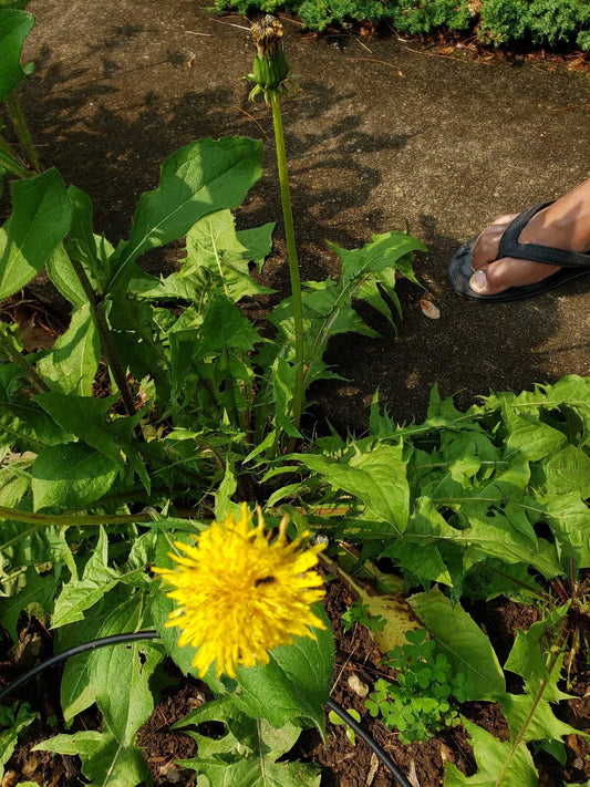 Dandelion Live Organic Plants 10 Count - Taraxacum officinale - Non-GMO, Fresh Roots for Gardening