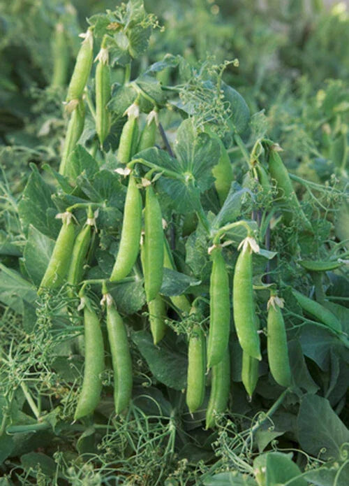 Sugar Lace II Snap Pea Seeds - 20+ Heirloom Bush Green Sweet Pea - Self-Supporting (USA)