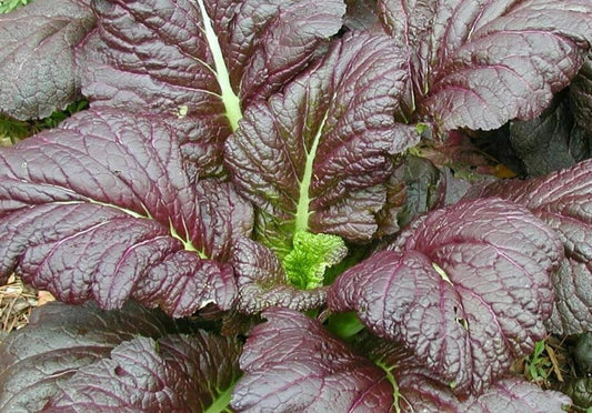 Mustard Seeds 500+ Giant Red Heat Tolerant Brassica juncea Healthy Garden Greens