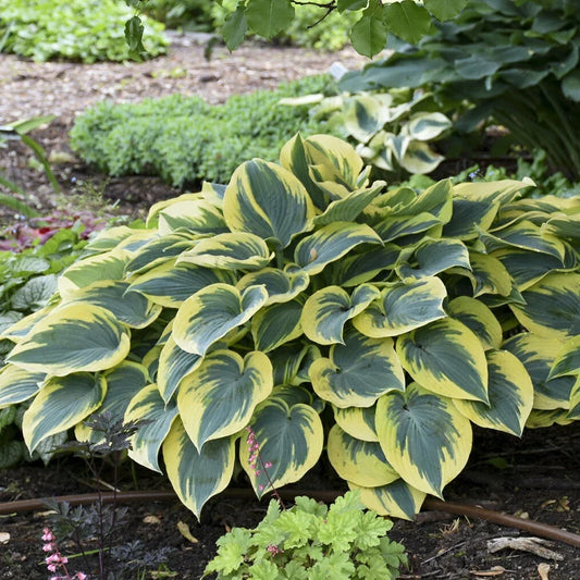 Hosta First Frost 5.25" Pot Well Rooted Perennial Shade Plant - Perfect for Gardens (Hosta 'First Frost')