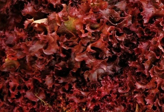 Ruby Red Lettuce Seeds - Heirloom Non-GMO Vegetable Garden Seeds - 600+ Count - USA Grown