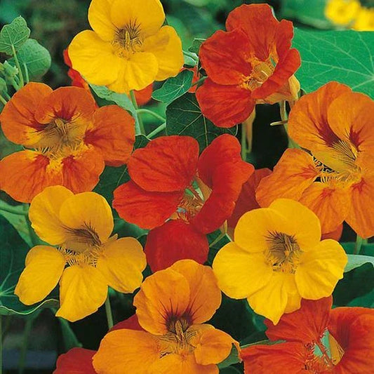 Nasturtium Seeds - 27 Seeds - Tom Thumb Mix Edible Flower - Tropaeolum majus - Dwarf Variety