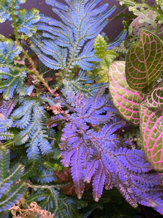 Peacock Moss Cutting - Selaginella Wildenowii Blue Spikemoss Fern for Terrariums - Live Plant