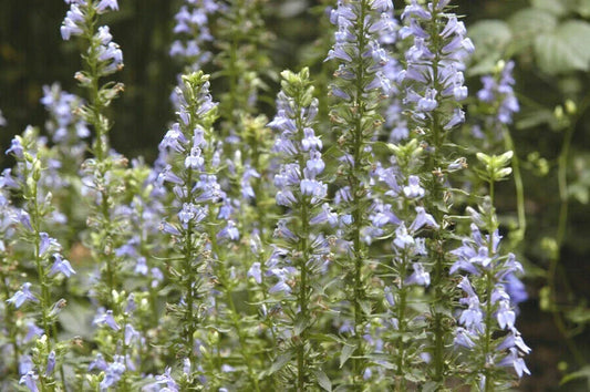 Great Blue Lobelia Seeds - 300+ Count - Native Wildflower for Poor Soils & Shade Garden - Lobelia siphilitica