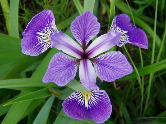 Louisiana Blue Flag Iris Plant - Aquatic Hardy Marginal Pond Plant - Iris virginica
